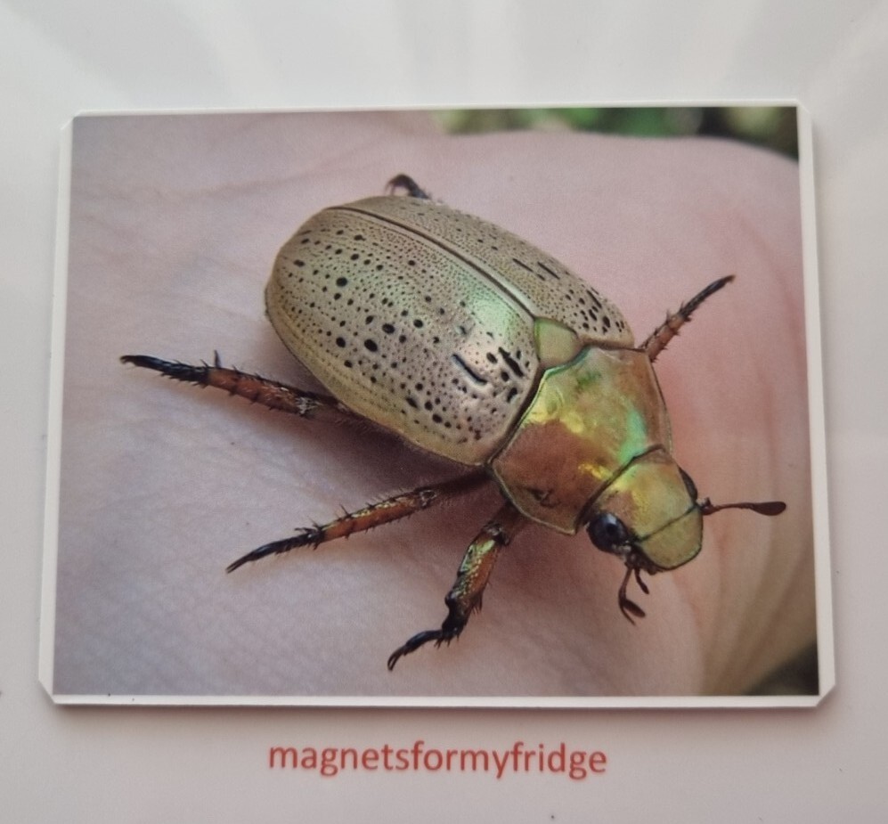 CHRISTMAS BEETLE FRIDGE MAGNET - M607