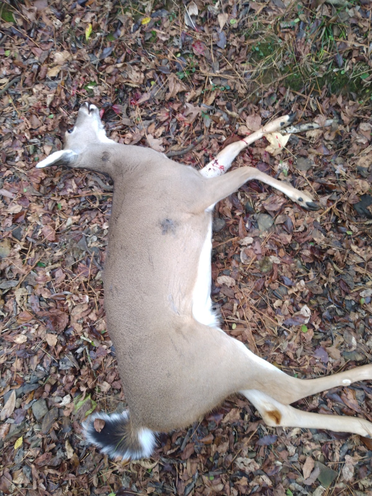 Ultimate Bear, Deer, and Wild hog Call Lure!