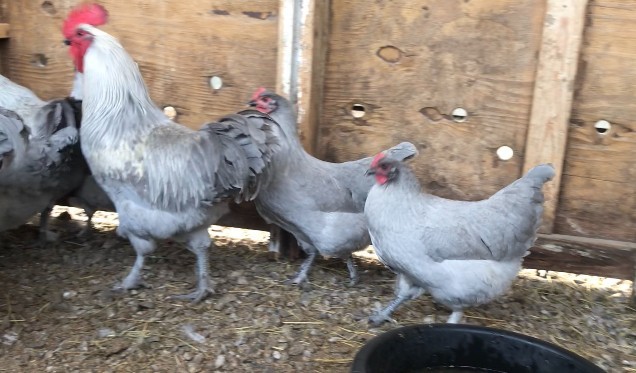 10 ++ French Standard Lavender Marans Hatching Eggs - Cedar Hill Marans