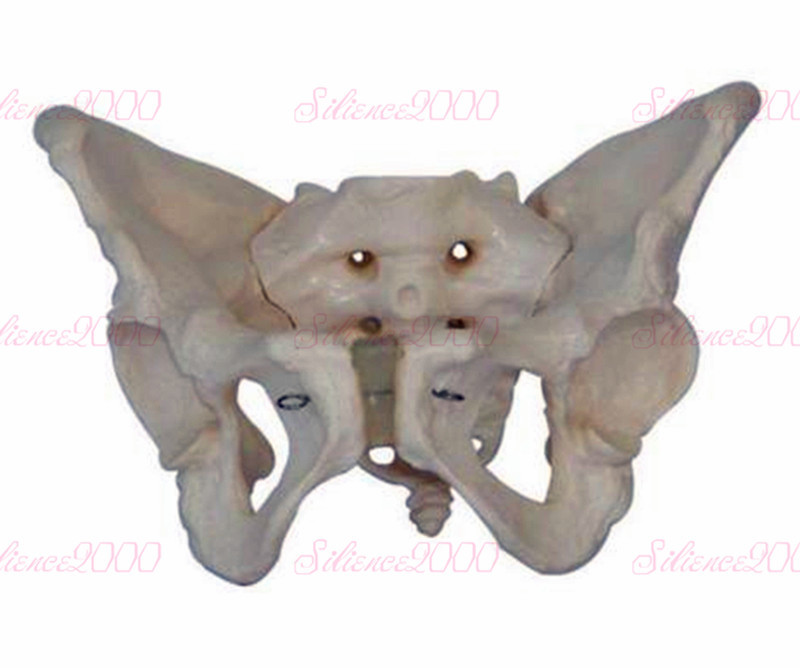 Life Size Female Pelvic Skeleton Model Anatomical Anatomy Medical Study Human