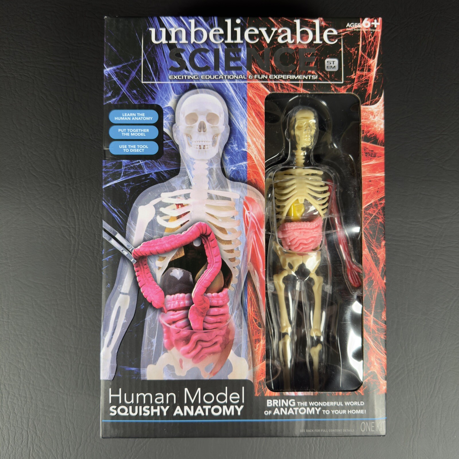 Unbelievable Science Human Model Squishy Anatomy Skeleton, Organs, Arm Muscle ..