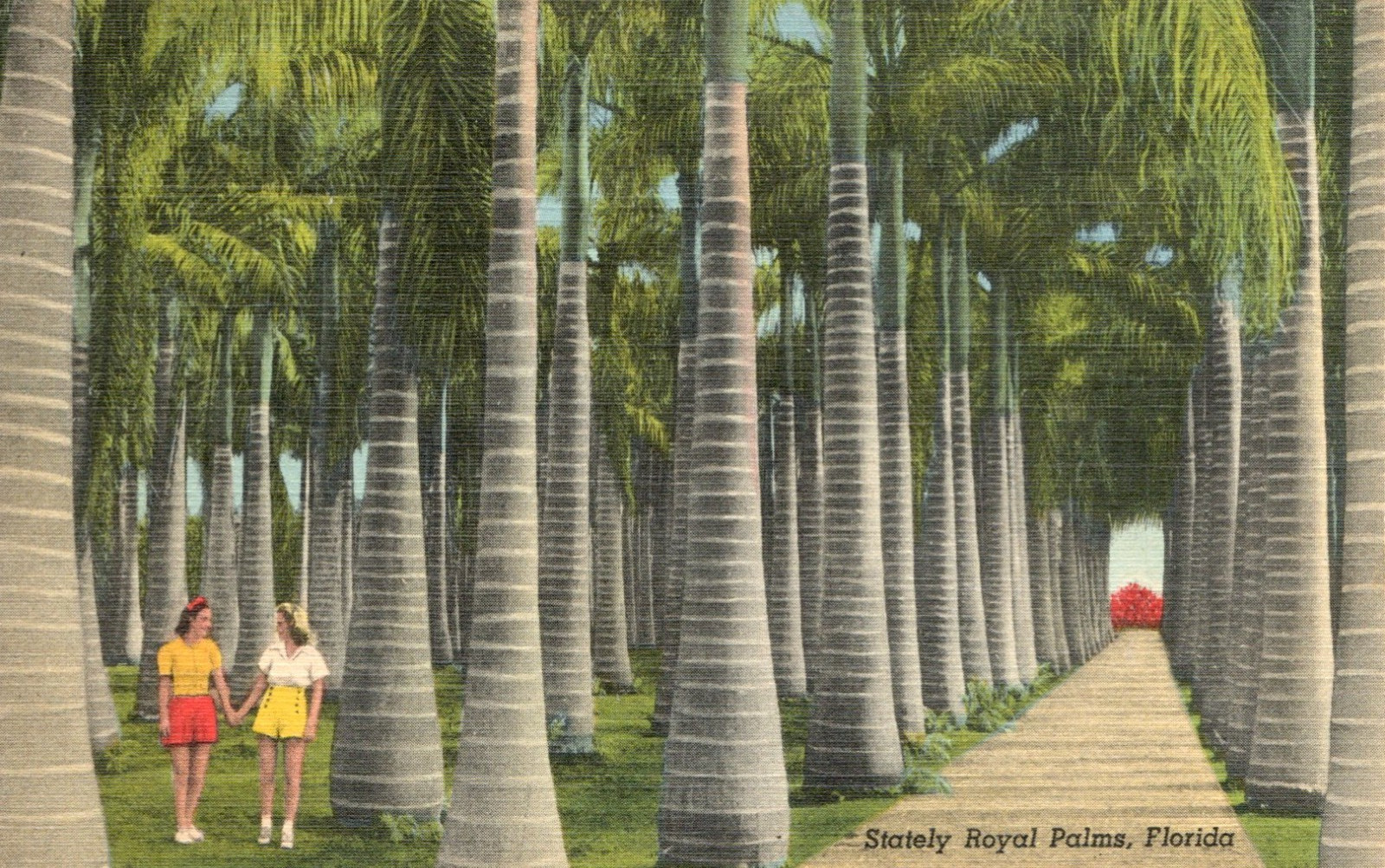 Vintage Postcard Stately Royal Palms Florida
