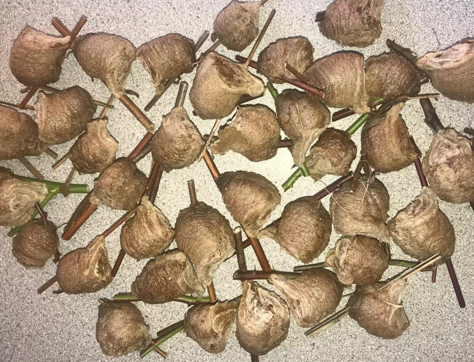17 Chinese Praying Mantis Egg Cases (Nice Size) aver. 50 to 200 hatchling ea,