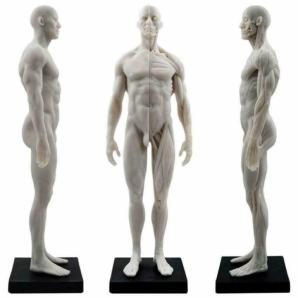 US STOCK 30CM Human Male Body Musculoskeletal Anatomical Model for Art Drawing