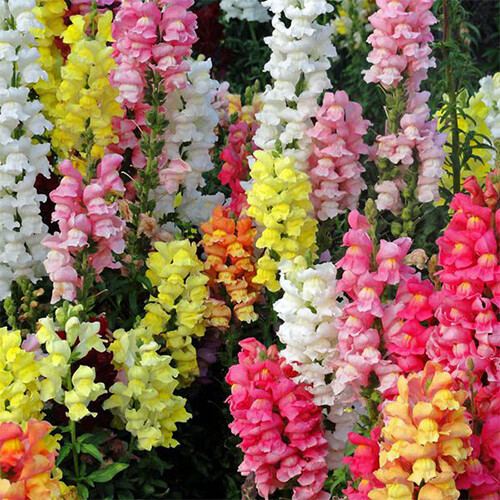 Magic Carpet Mix Snapdragon Seeds | Heirloom / Non-GMO | Free Shipping | 1201