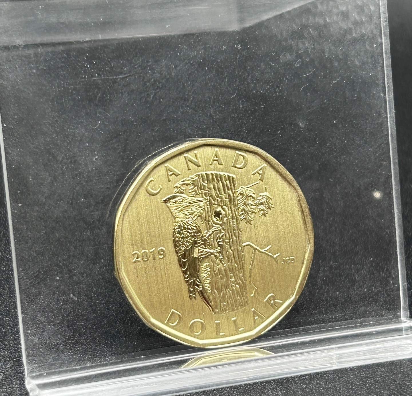 2019 Pileated Wood Pecker SP Canada $1 Dollar Loonie - coin only