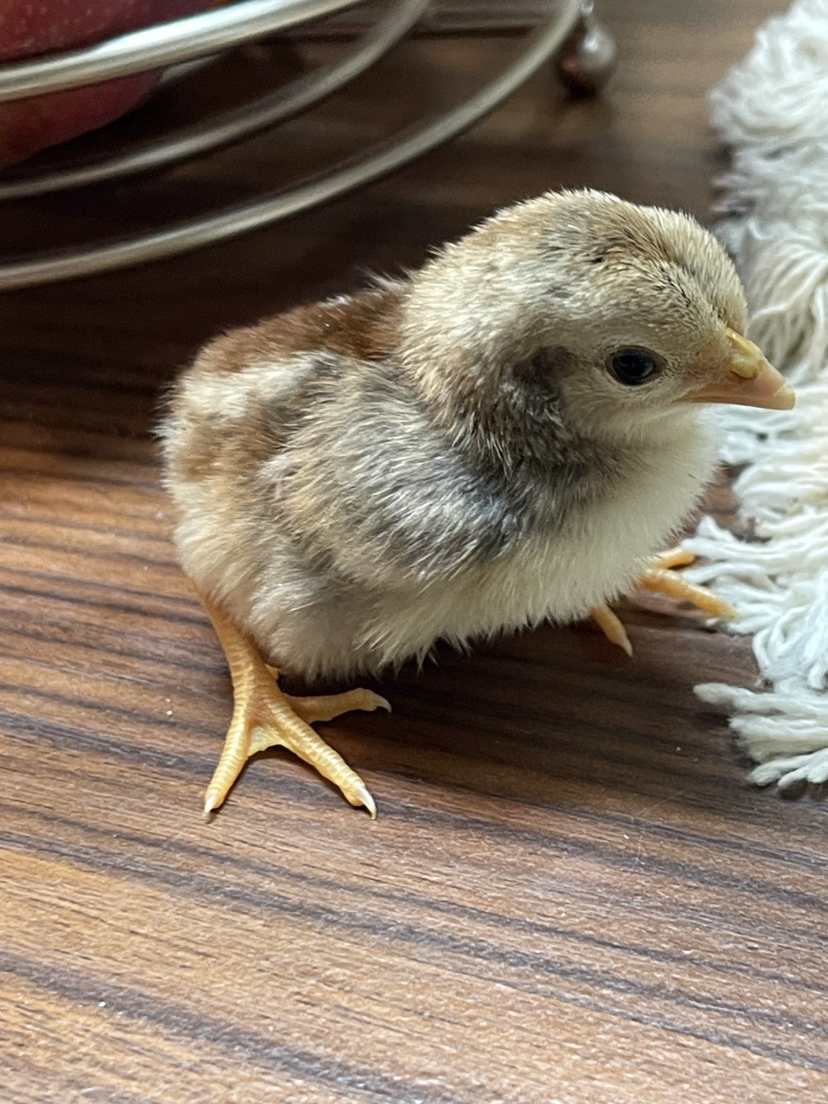 NPIP Silver Dutch Bantam Hatching Eggs
