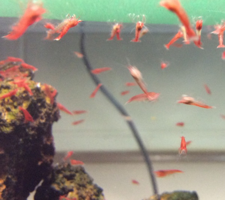 MT AQUATICS Opae Ula Maintenance Kit Pure Brackish Water + Bio Film Starter