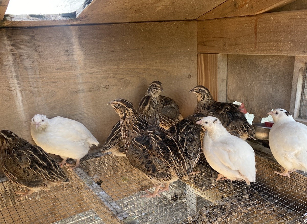 24 Fertile Coturnix Jumbo Quail Hatching Eggs