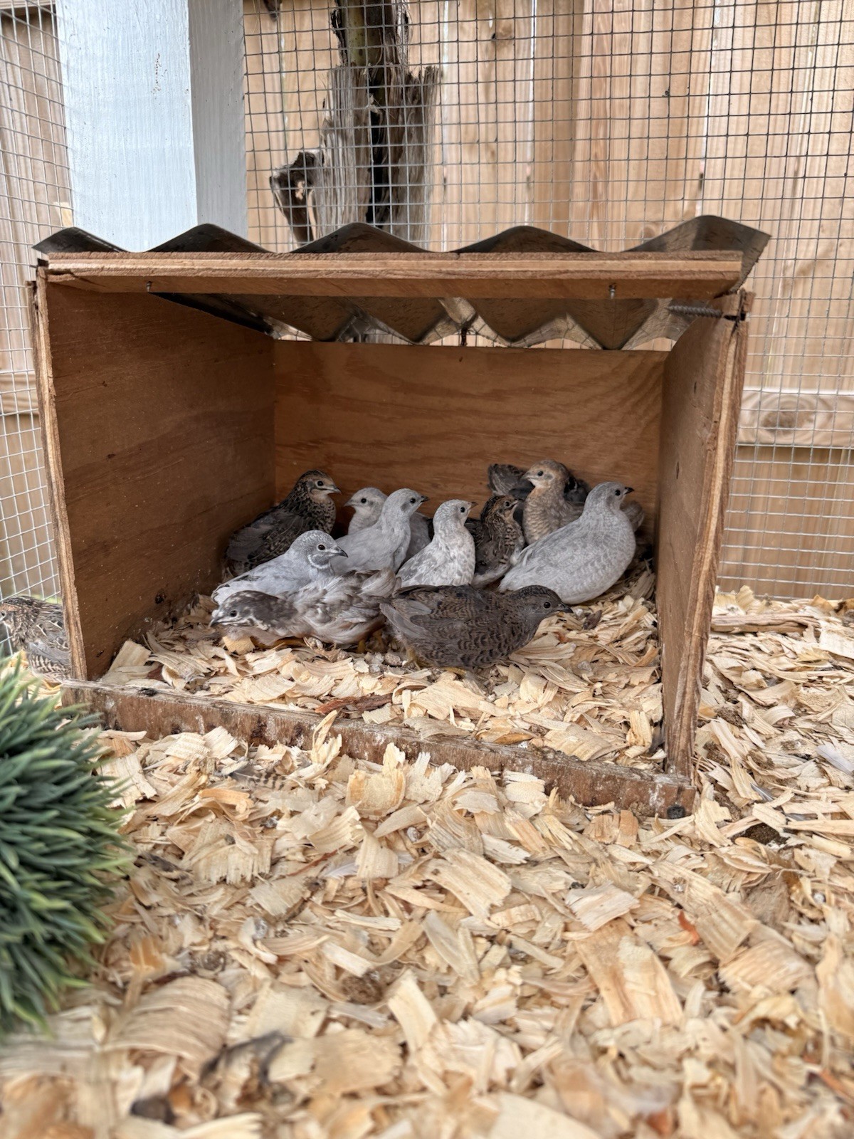 12 King quail and lethal silver hatching eggs