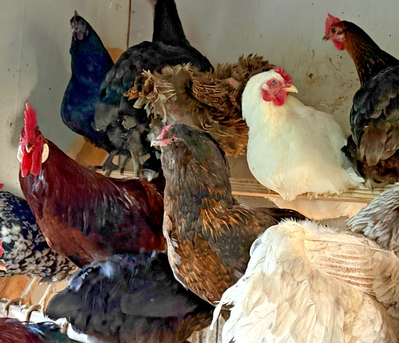 16++ Chicken Hatching Eggs ~Barnyard Mix~ Rainbow Egg Layers ~ Premium Breeds
