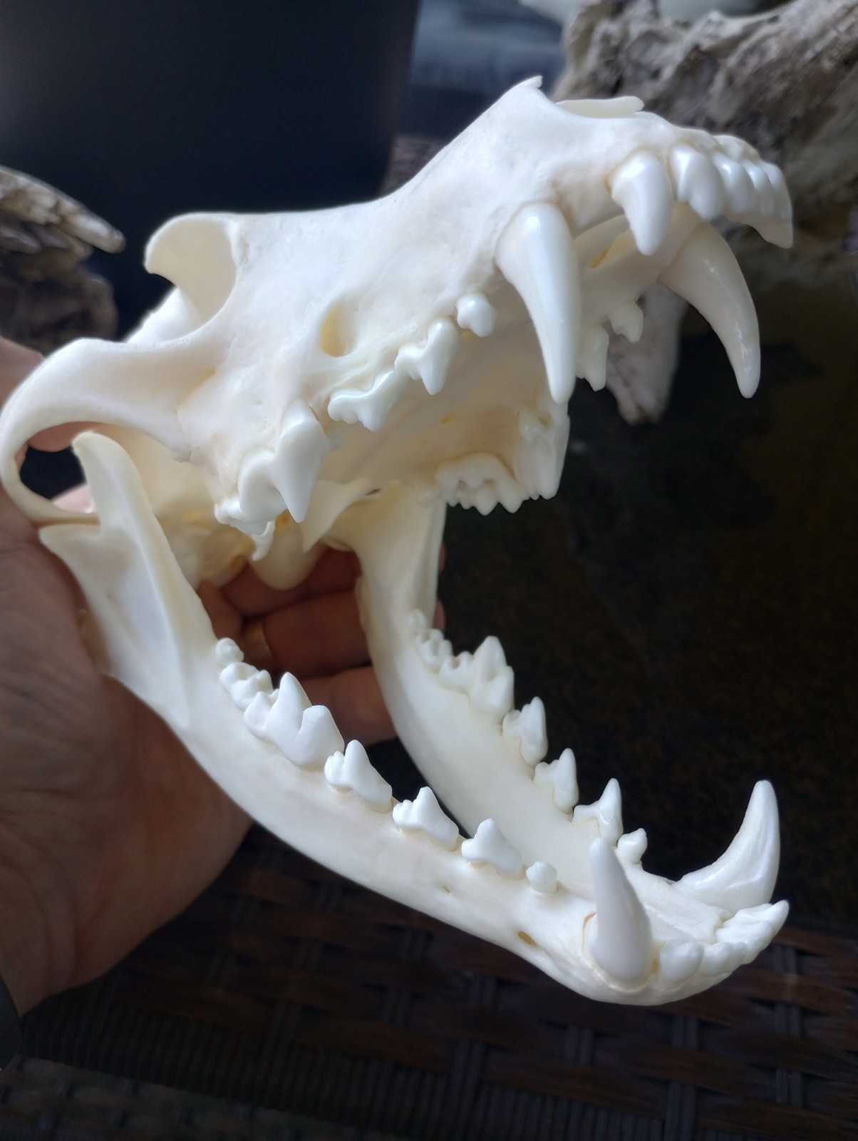 LARGE BEETLE CLEANED Coyote Skull Animal Mammal Skull Taxidermy Has All Teeth. J