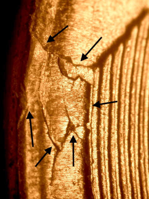 1955-D Multiple Die Breaks with Retained Cud Wheat Nice BU R/B Lincoln Cent#2