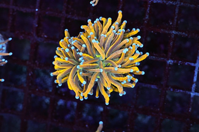 Nine Tails Torch Coral WYSIWYG - SAQ Coral Farm