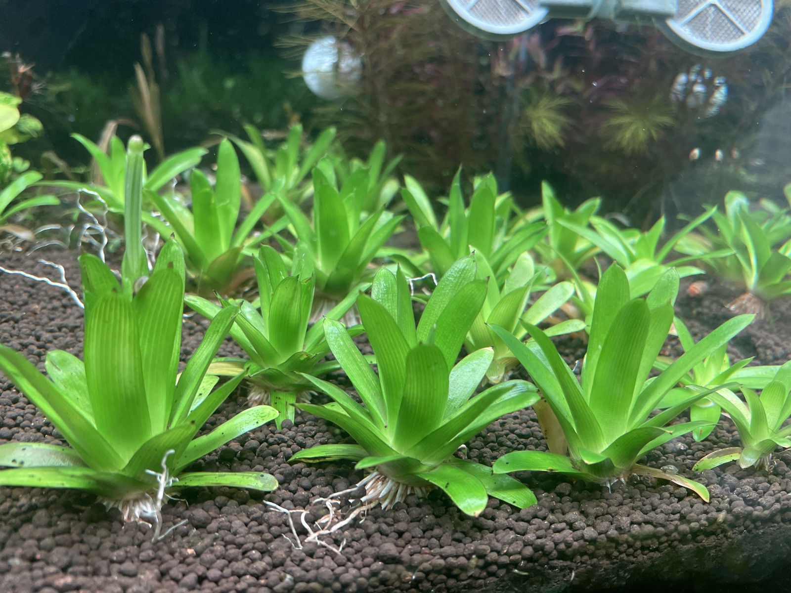 Eriocaulon Cuspidatum x1 Submersed Plant