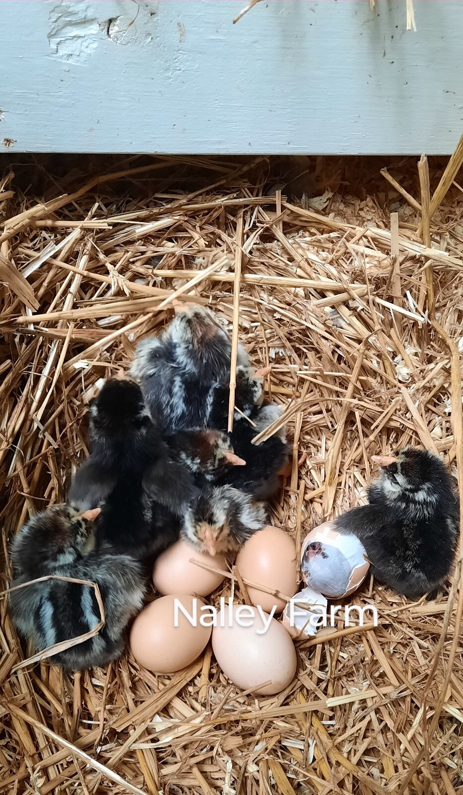 Silver Laced Wyandotte (12) 🐣 fertilized hatching eggs.Please read description.