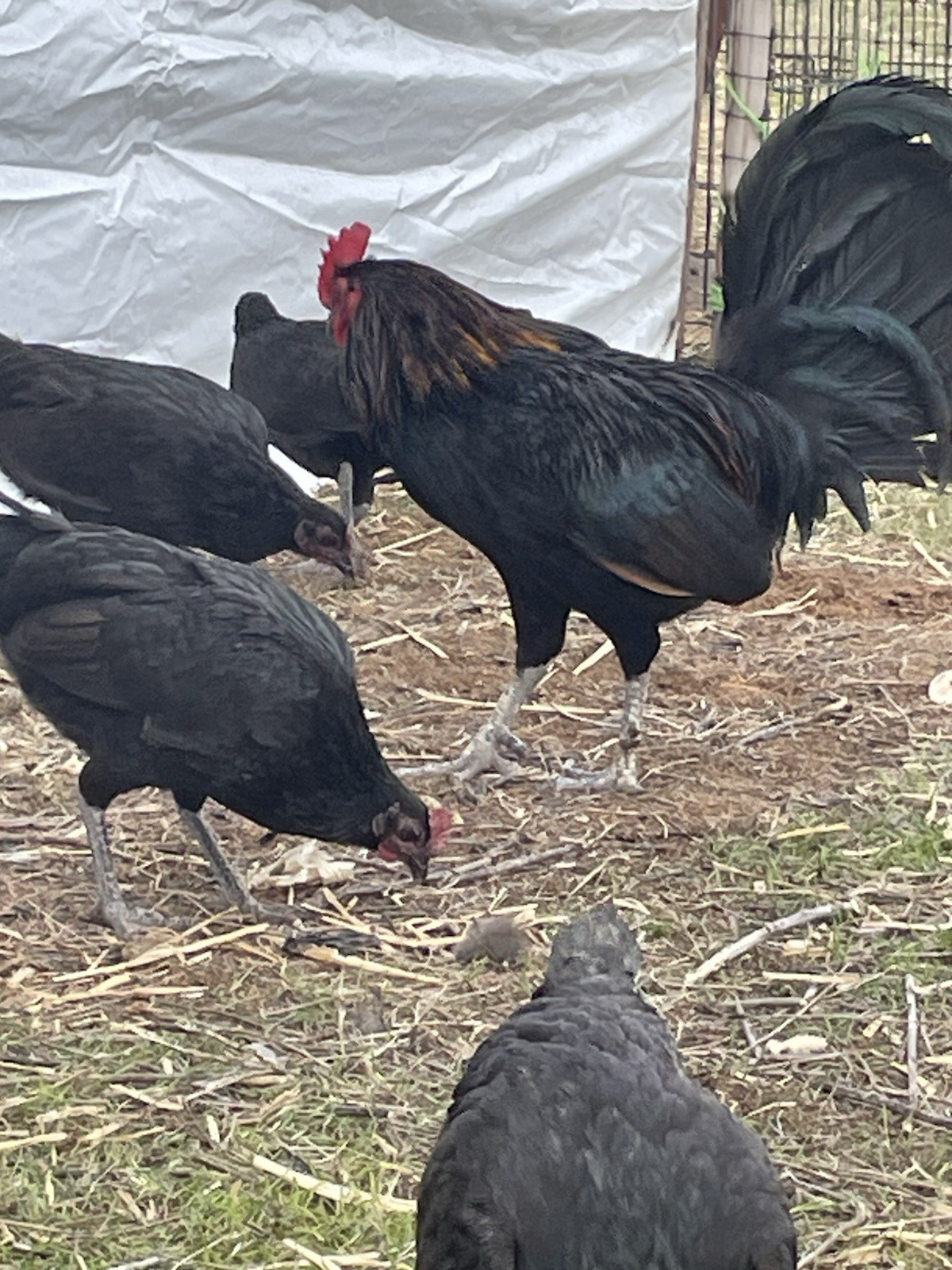 6+ Chicken Hatching Eggs