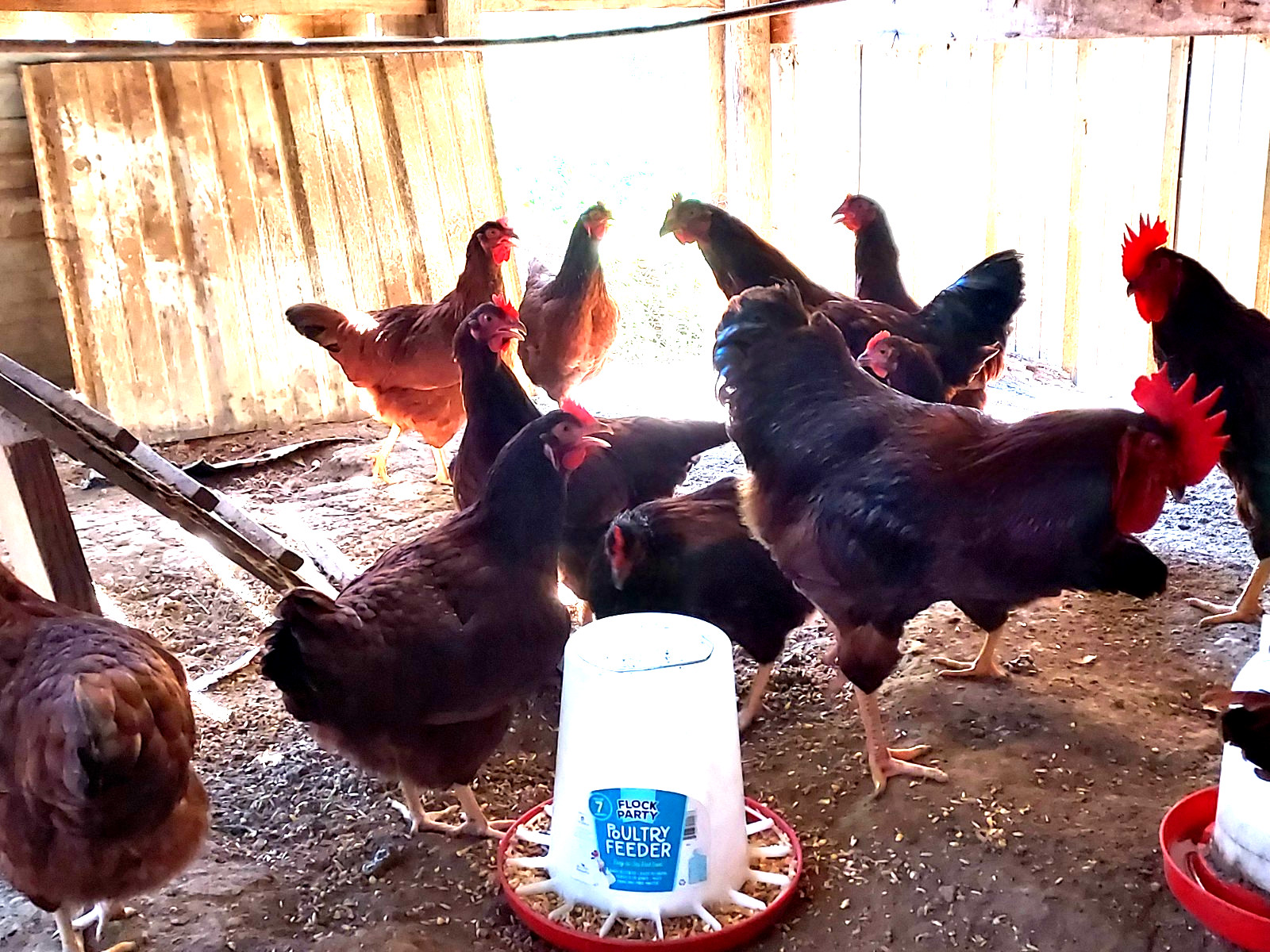 18 Purebred Rhode Island Red Chicken Fertile Hatching Eggs