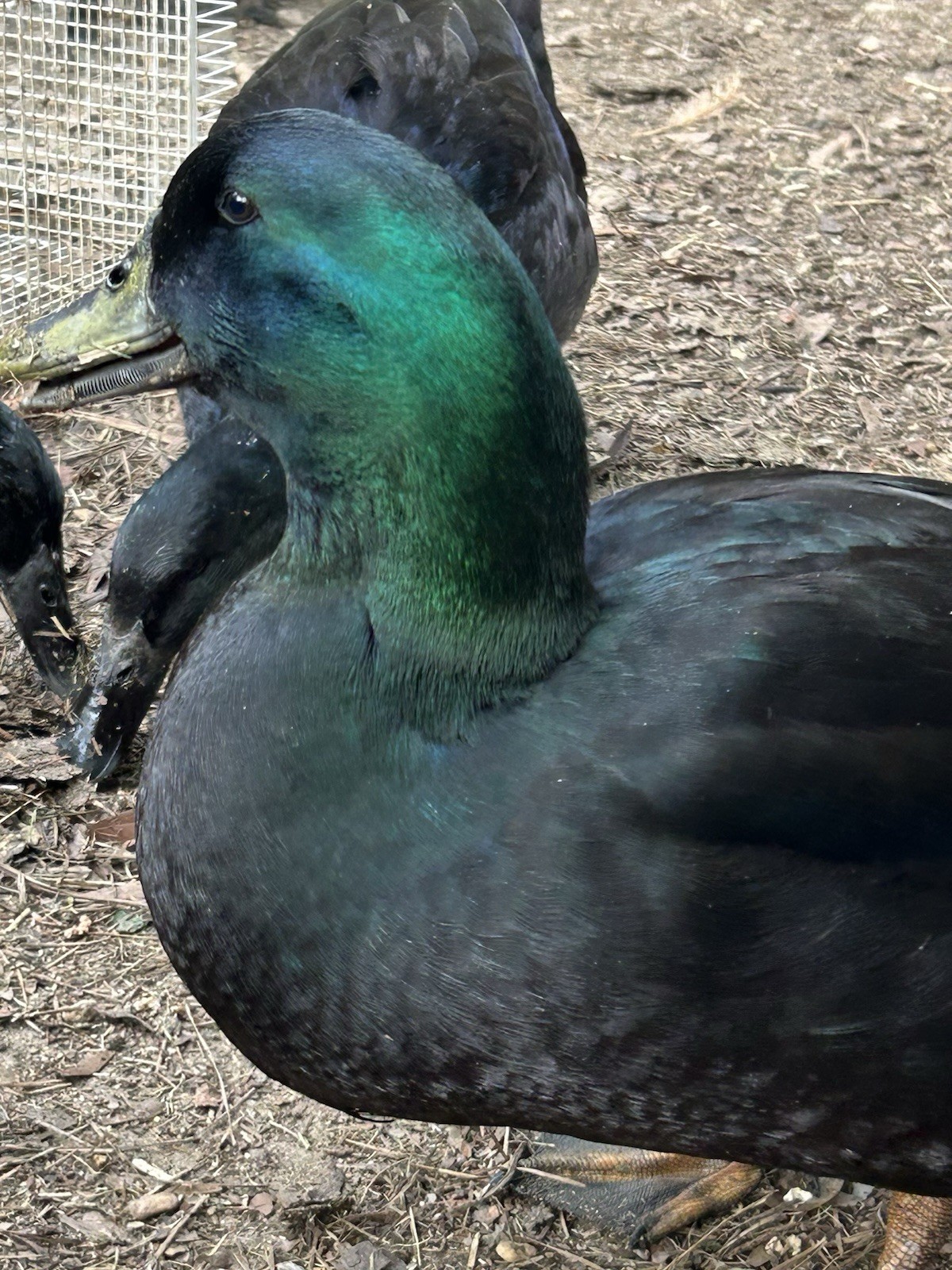 Cayuga Duck Eggs 10+2