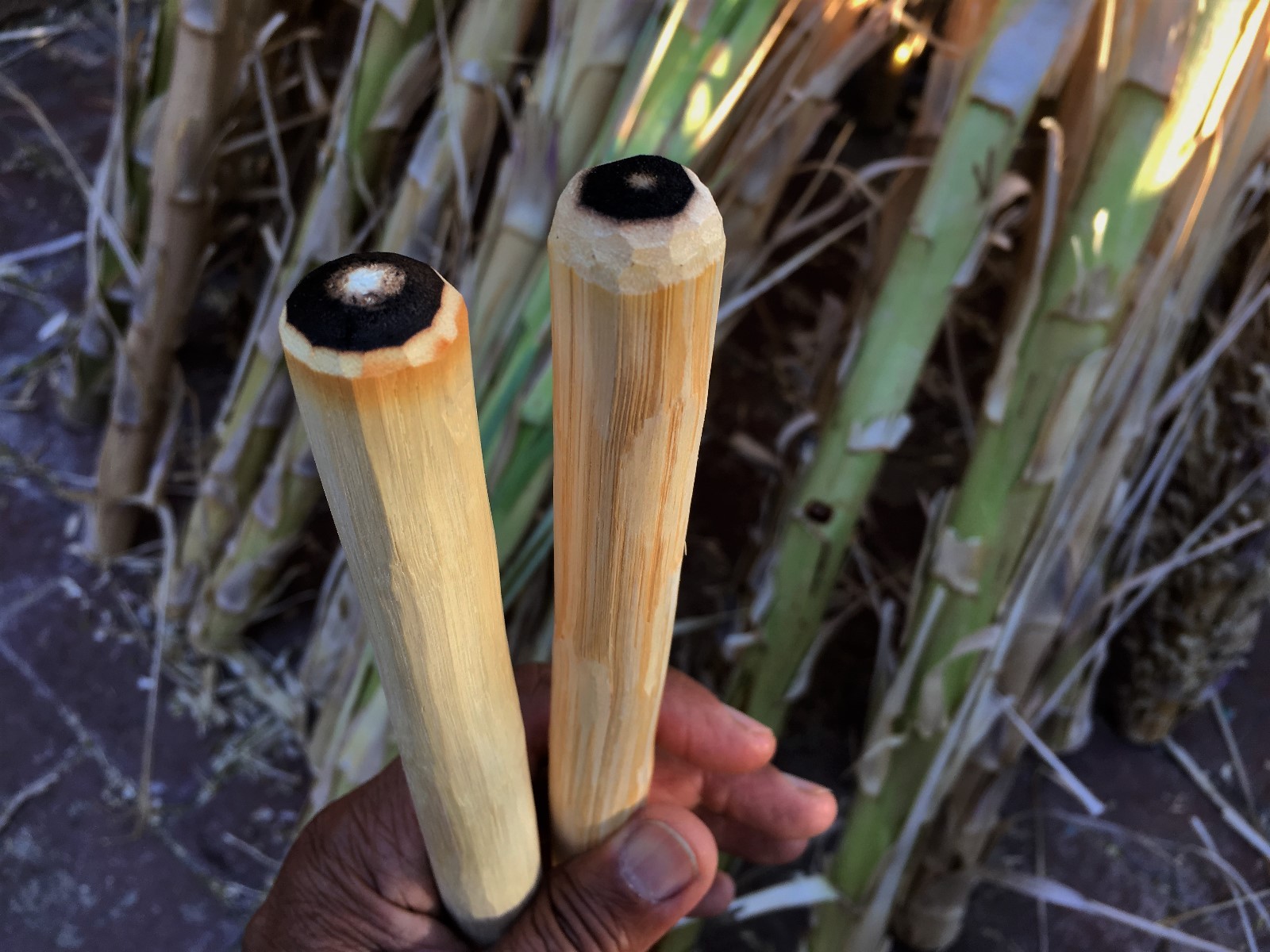 Bow Drill Spindle made from Sotol - Primitive Friction Fire, hand harvested!