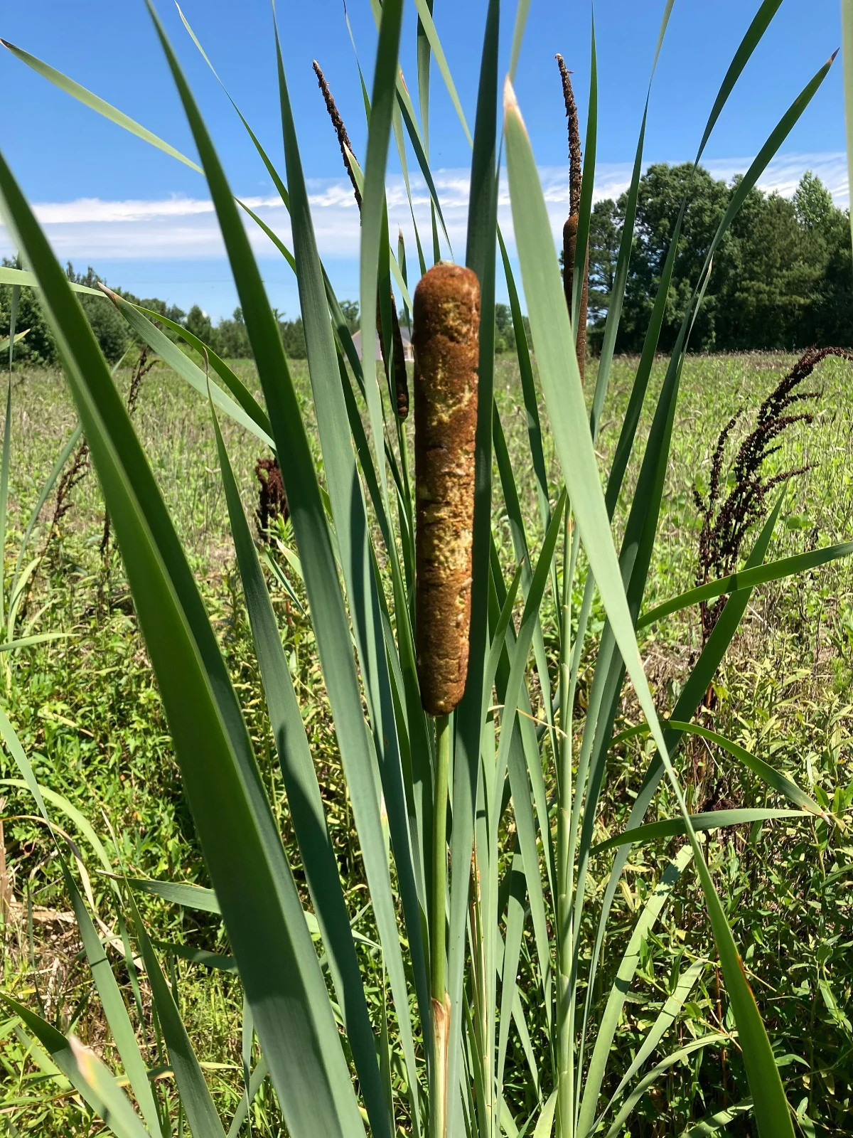 4 LIVE CATTAIL (CAT TAIL) PLANTS **FREE SHIPPING**