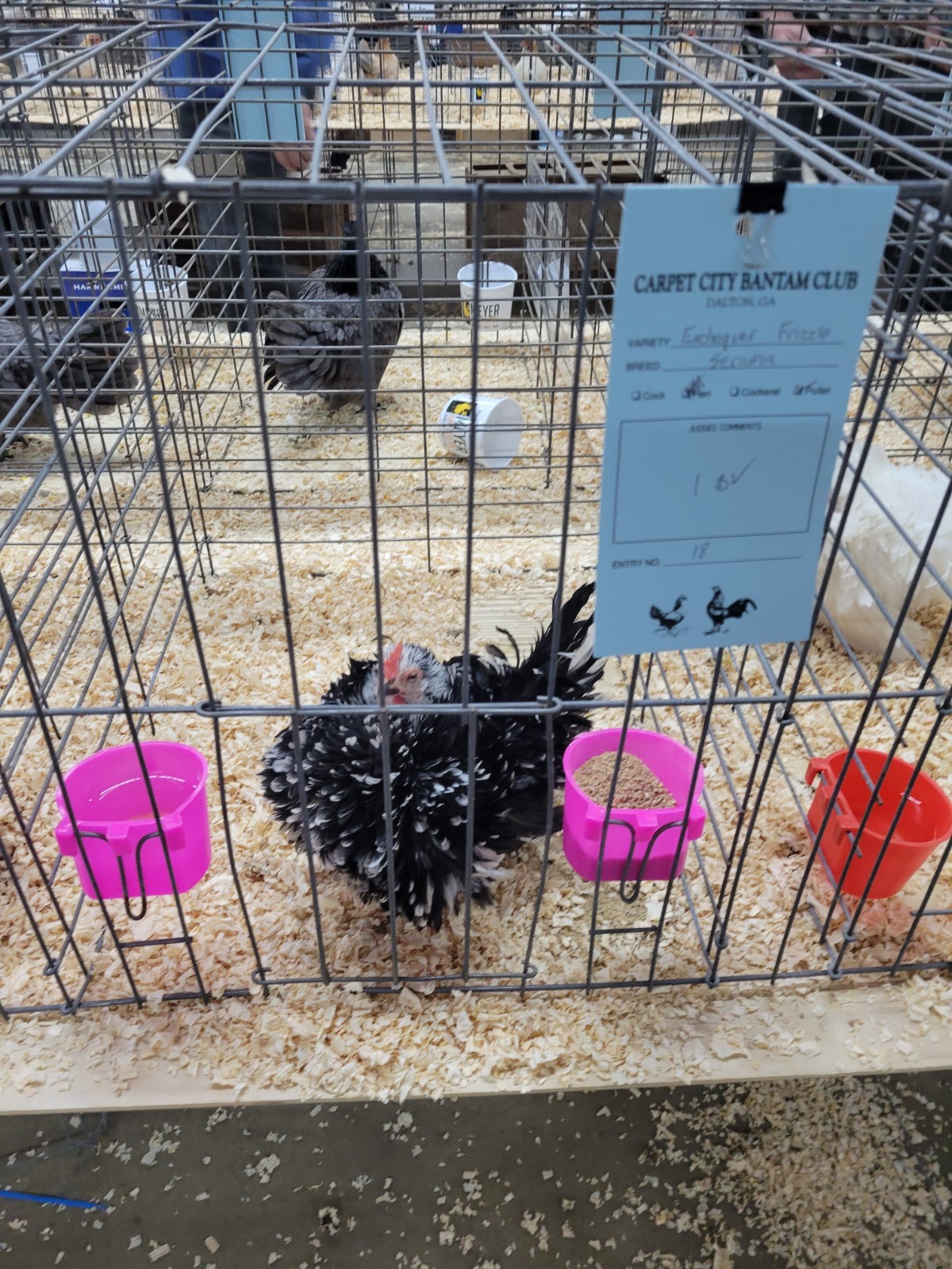 12+ Exchaquer Serama Hatching Eggs