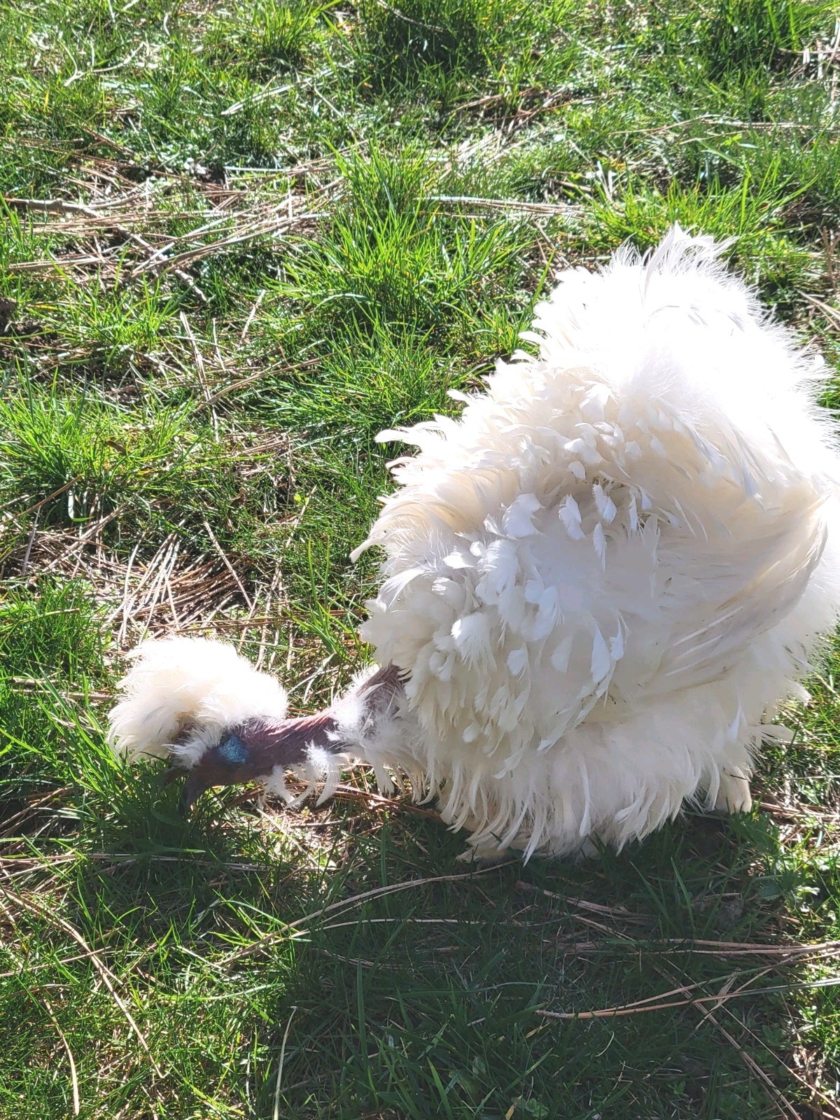 10+ BEAUTIFUL Silkie Hatching Eggs . Show Quality!