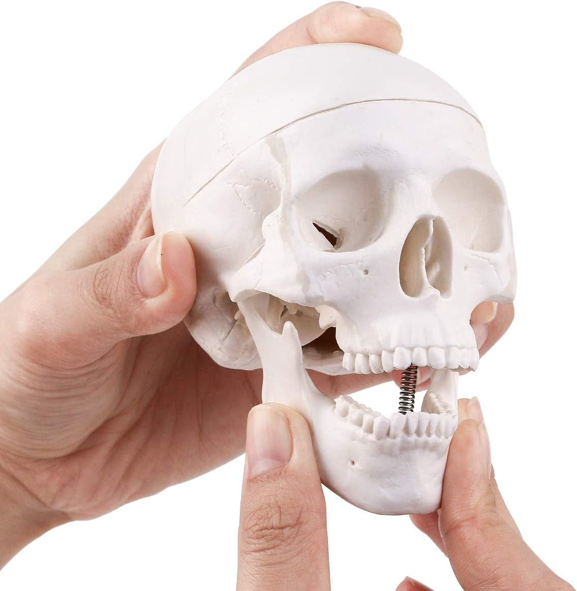 Mini Skull Model - 3 Parts Small Size Human Anatomical Skeleton Head Studying