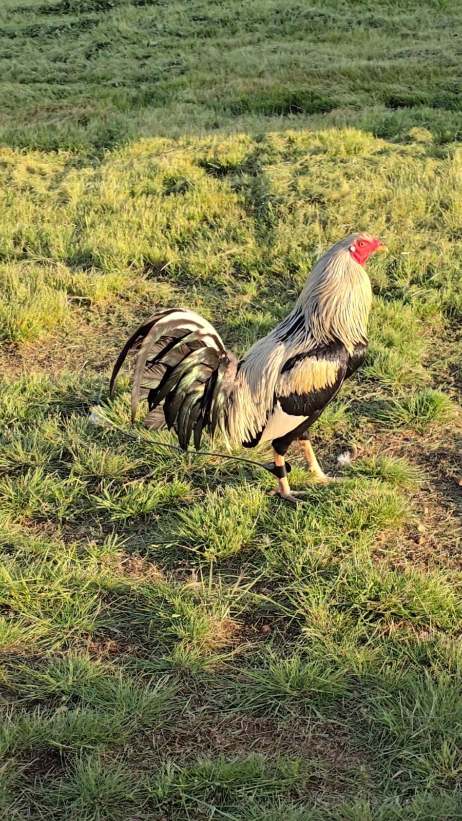 (Variety) 12+2 Chicken Hatching Eggs