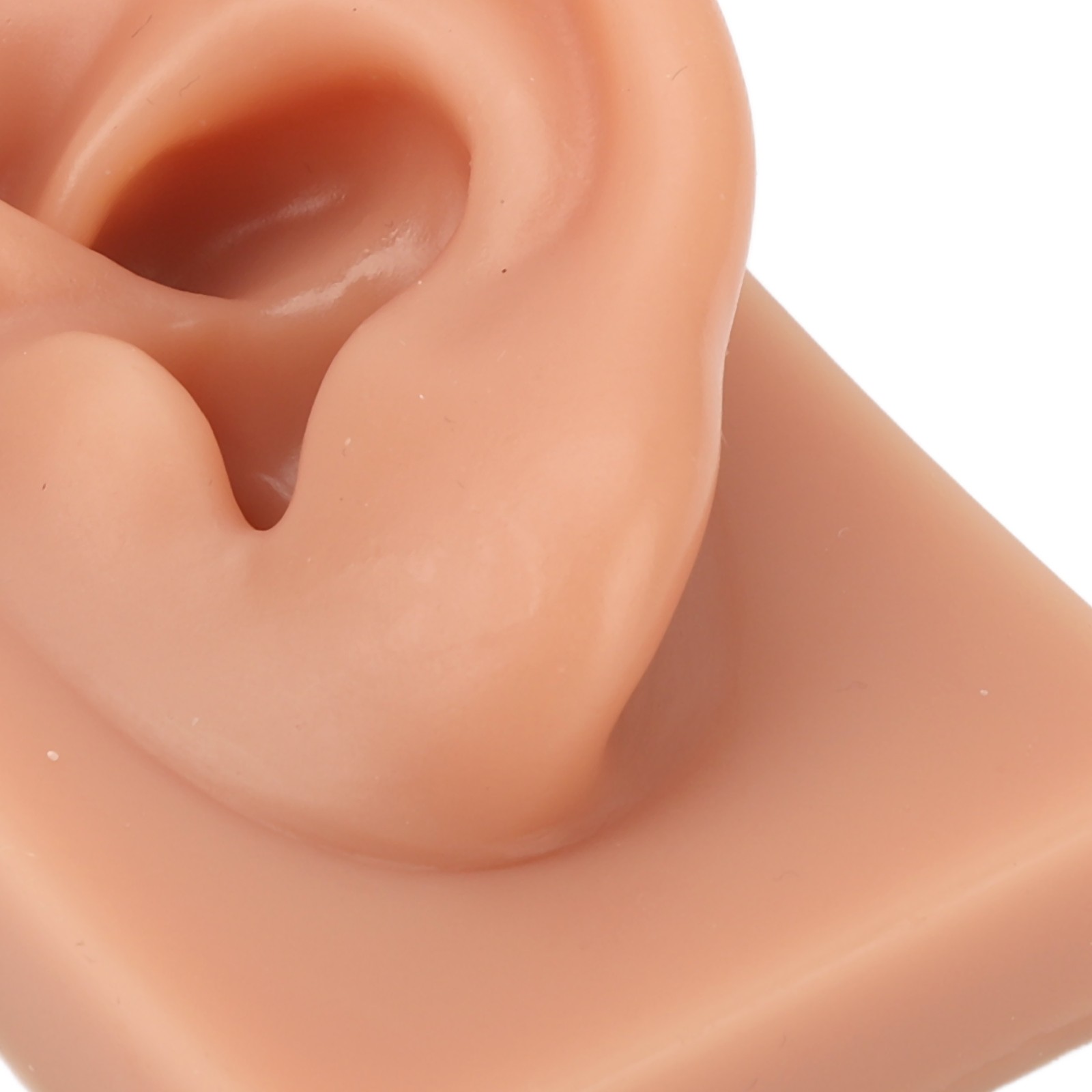 Professional Piercing Practice Ear Model For Earrings Display NEW↑