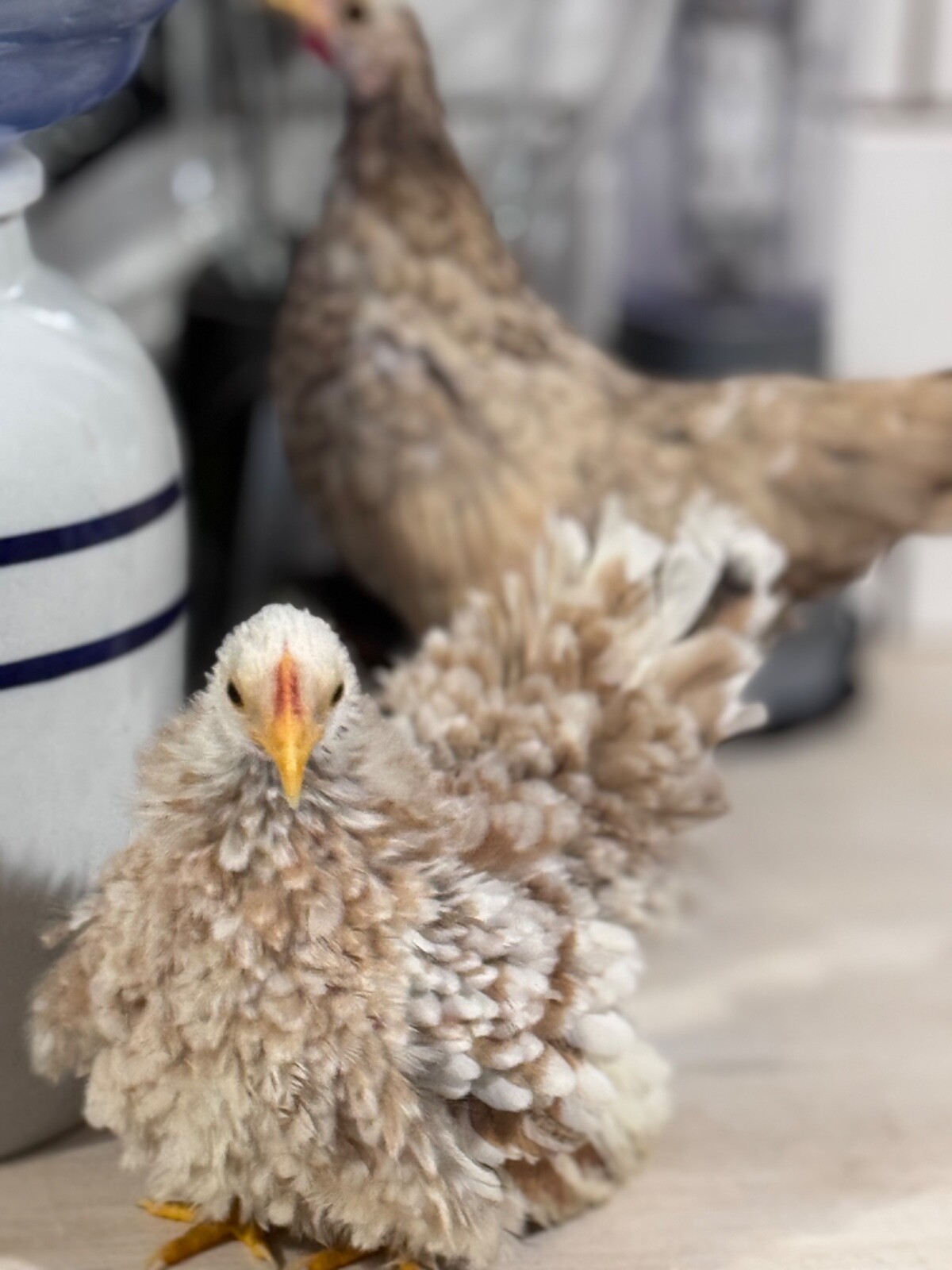 15 Traditional Serama Hatching Eggs-The tiniest breed of chicken