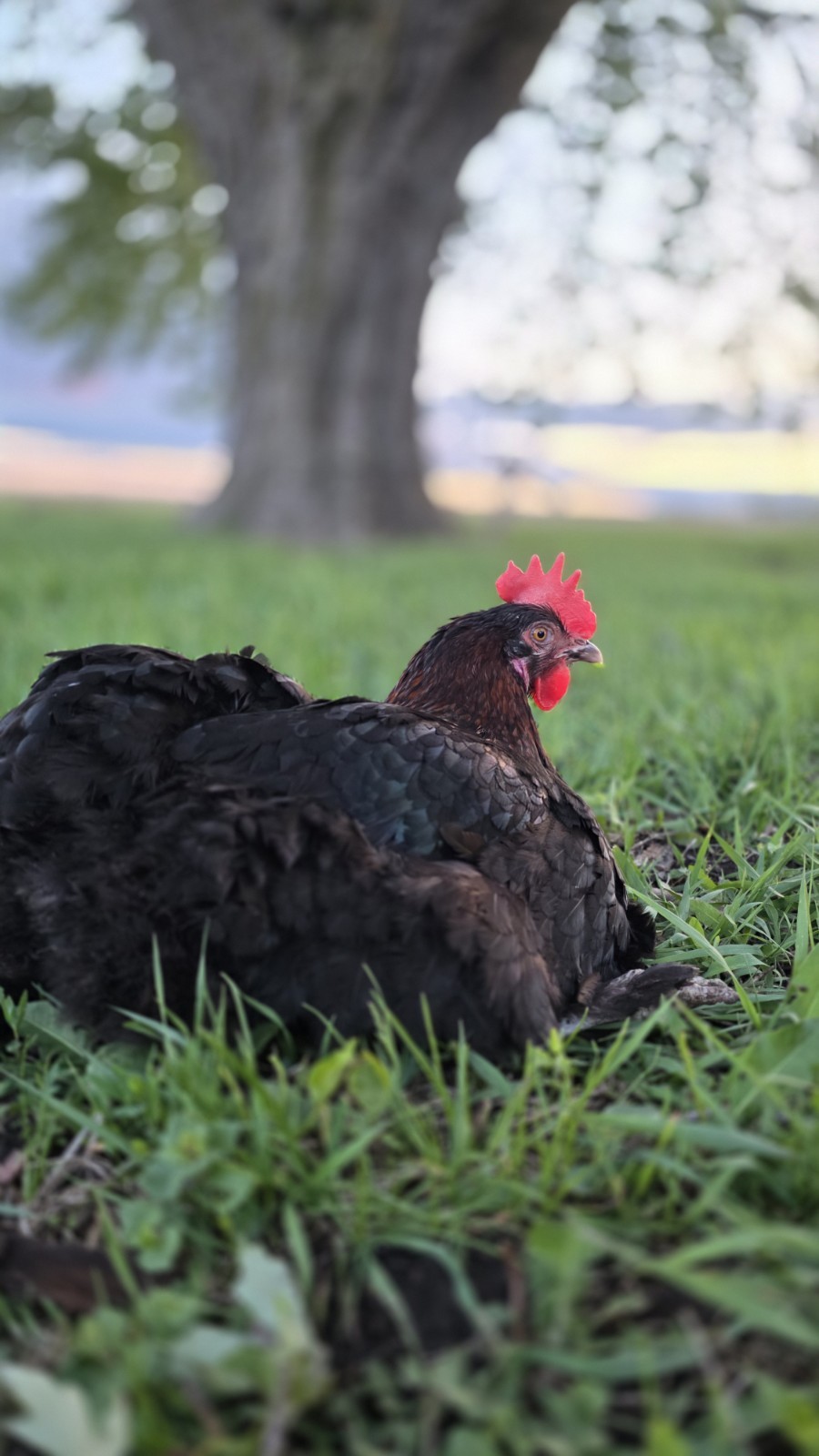 12+ Barnyard Mix Fresh Fertile Hatching Eggs FREE RANGE