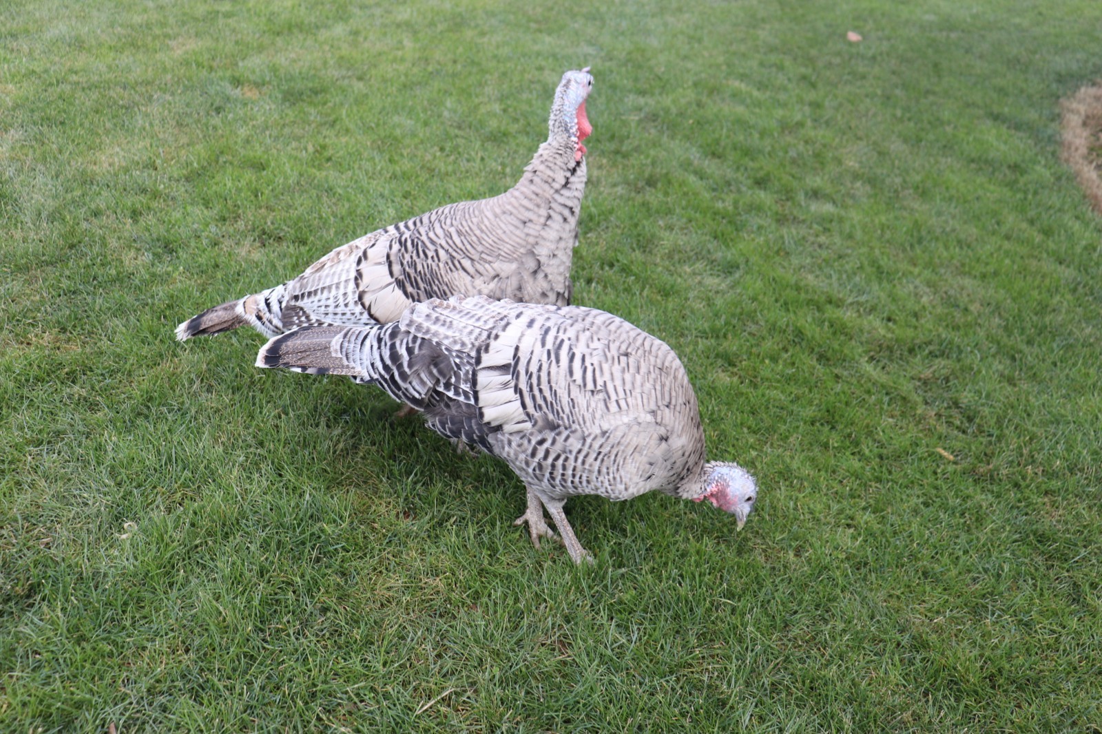 12 Narragansett Turkey Hatching Eggs Laying Now