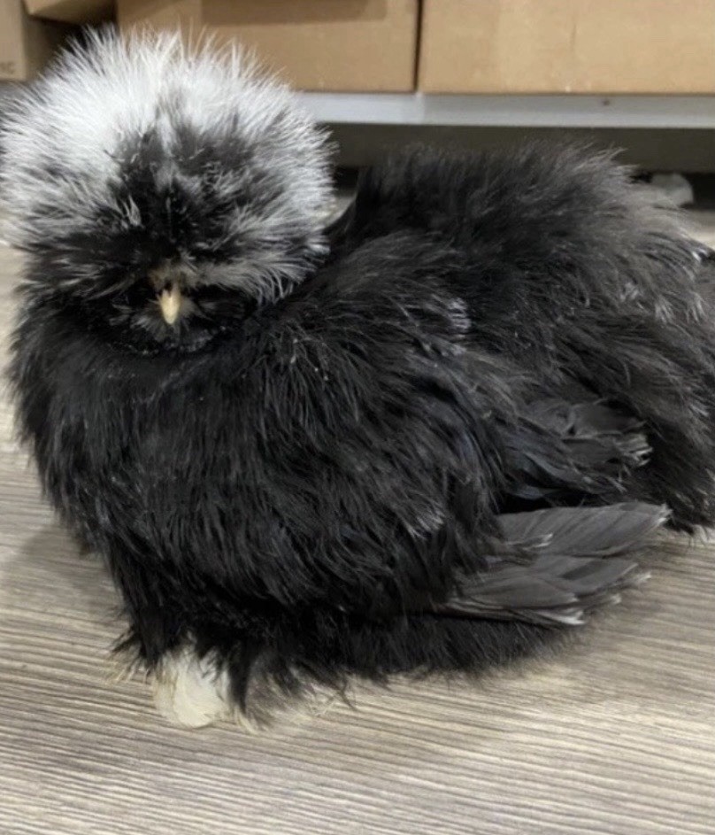 (6) Chocolate & Black Mottled Silkie Eggs– Showgirl chance !