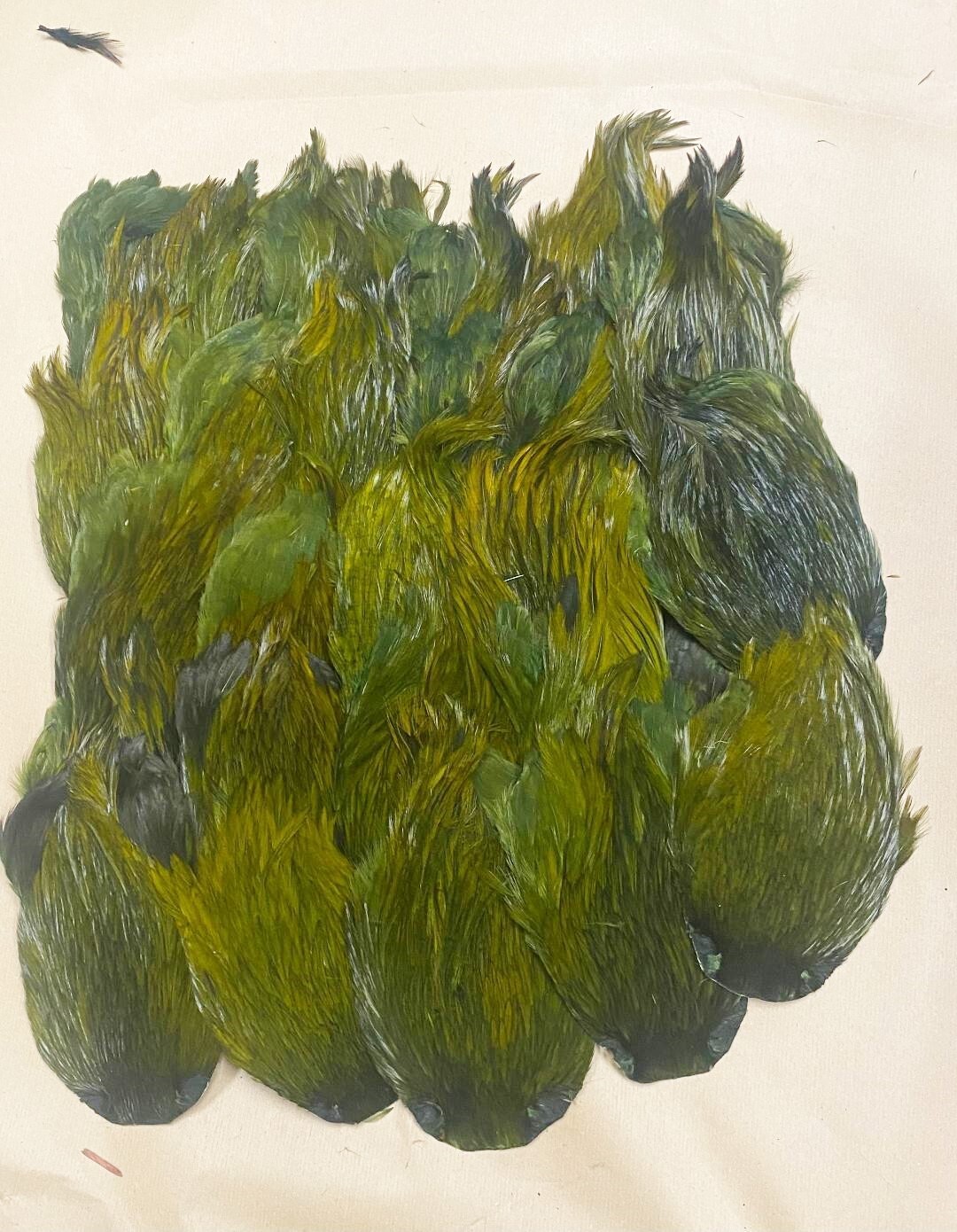 Dyed Indian Cock Cape - Superb Quality - Olive Gordon Griffiths