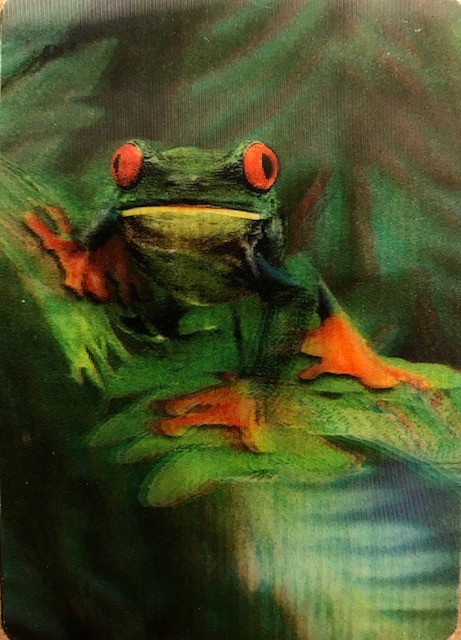 3-D LENTICULAR Trading Card - Central America RED-EYED TREE FROG - FREE SHIPPING