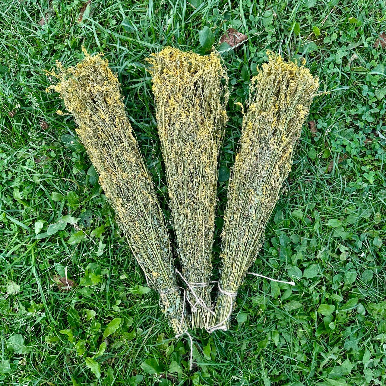 Natural Dried Sweet Clover (Melilotus) for Sauna & Bath Aromatherapy – Set of 10