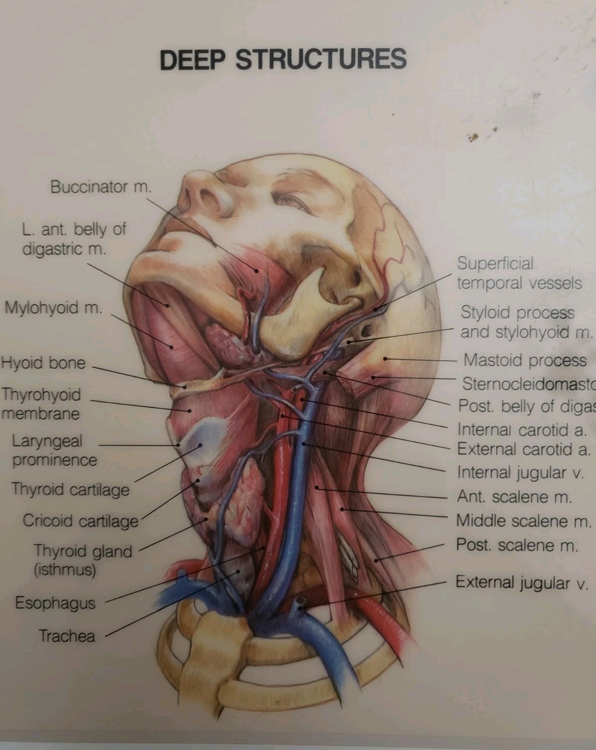 Posters Muscular System, Teeth, Head and Neck. Laminated Anatomical Charts 1981c