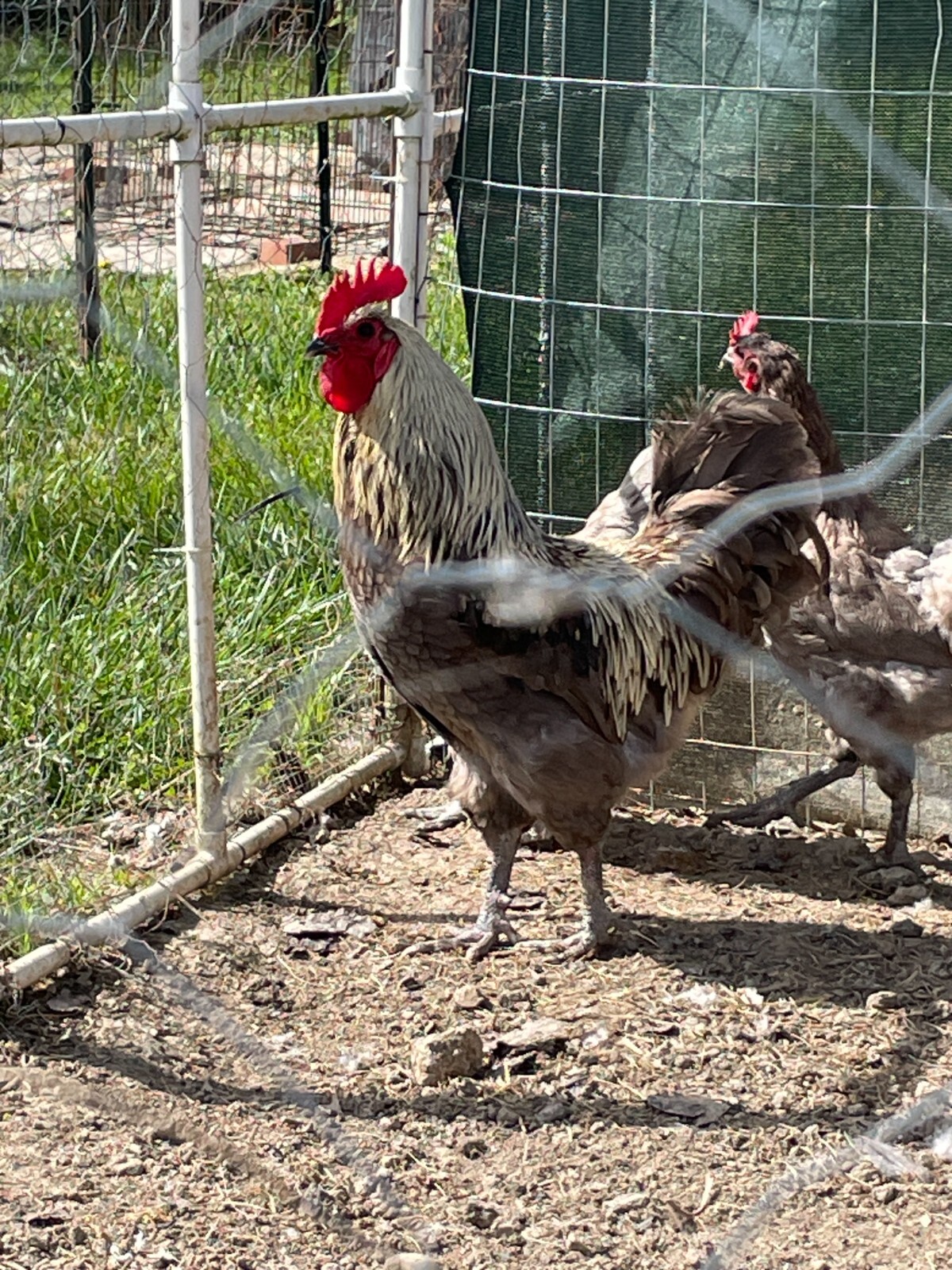 6 Blue (BBS) Maran Hatching Eggs