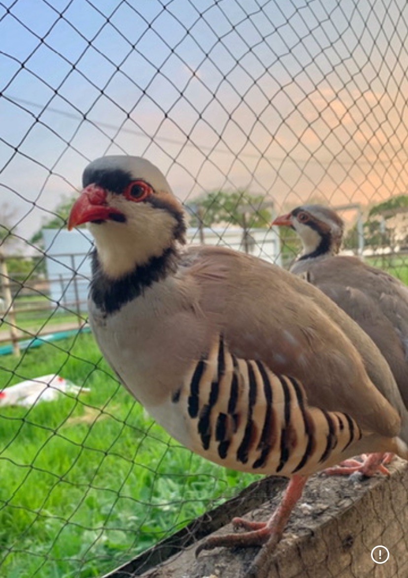 50+ chukar hatching Eggs