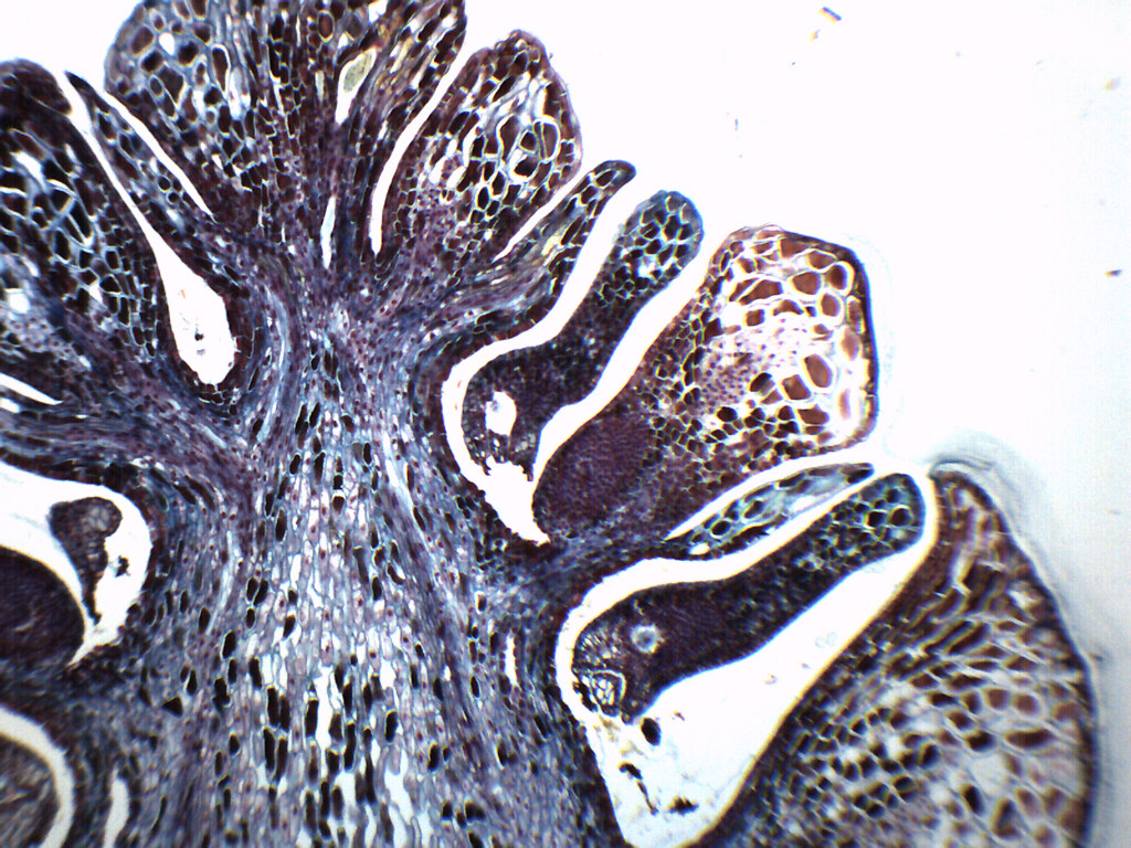 Pine Ovulate Cone - Prepared Microscope Slide - 75x25mm - Eisco Labs