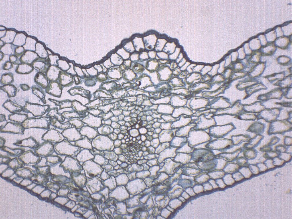 Lilium Leaf - Prepared Microscope Slide - 75x25mm - Eisco Labs