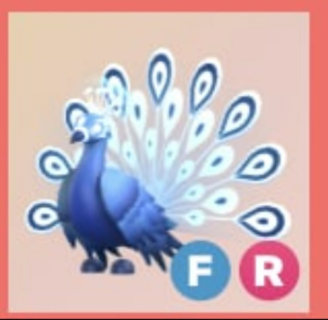 Moonbeam Peacock | Adopt Now