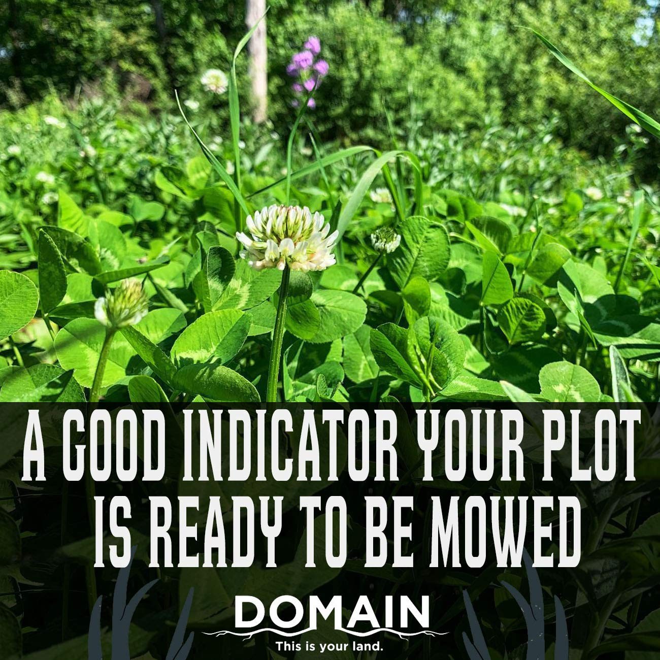 Deer Plot Seeds Bulk Hot Chic Chicory 2 Varieties Sprouting kit