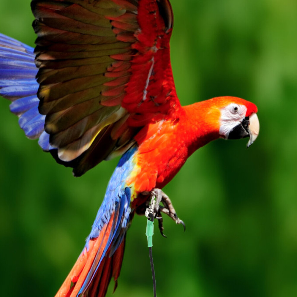 Conure Conure Bird Rope Hamster Leash Training