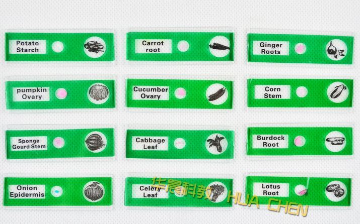 12PCS roots, stems Prepared Microscope Slides of Plants
