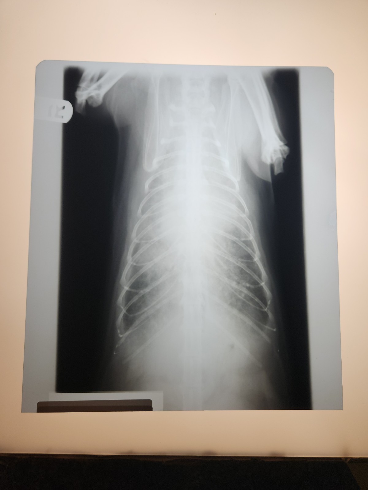 Animal X-Ray Film Negative Print - Canine Dog 9 7/8" x 11 1/4" XRay Medical B12