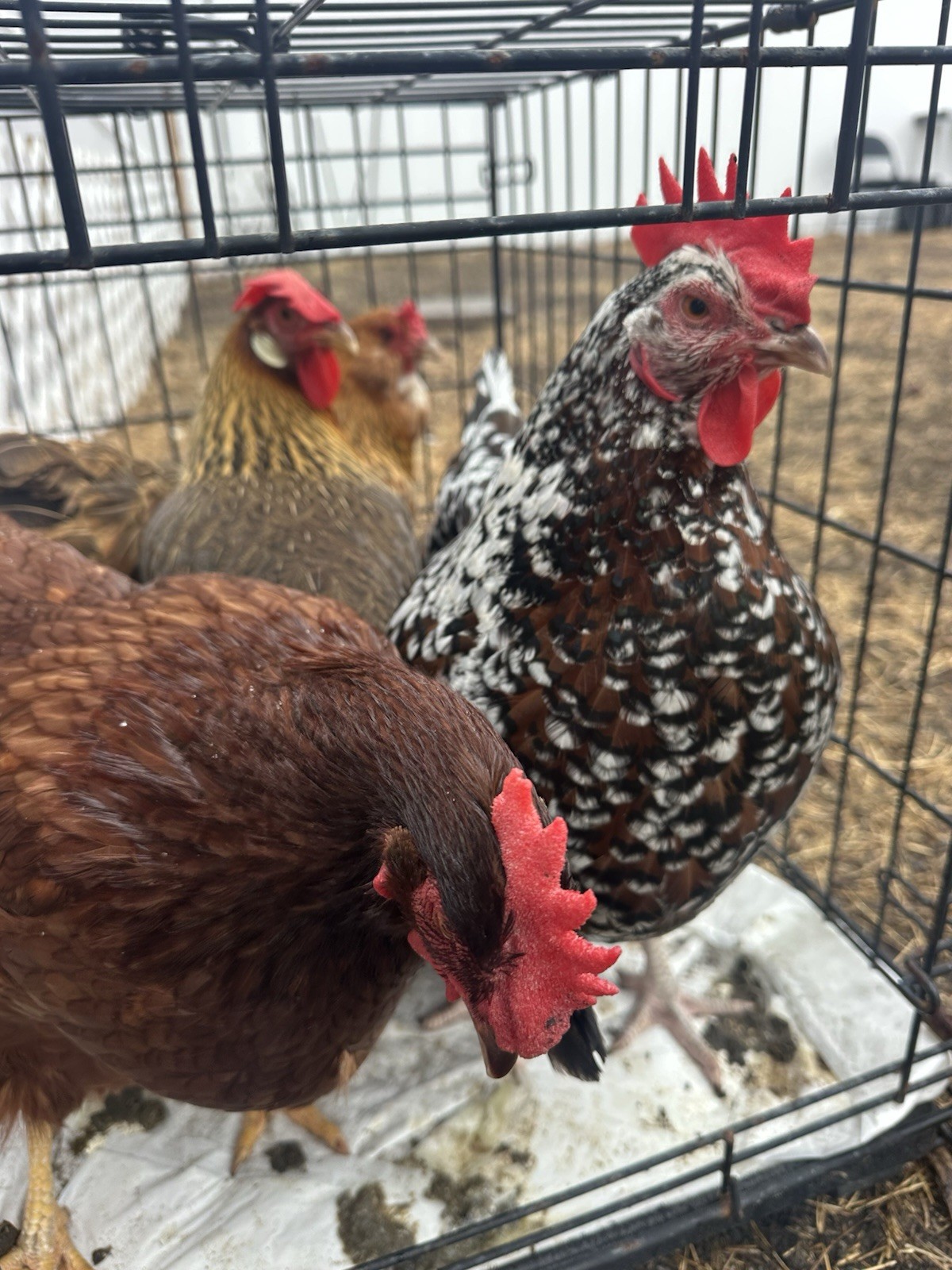 16+ Breeds Chicken Fertile Hatching Eggs, (12) 🐣 fertilized hatching eggs ❤️