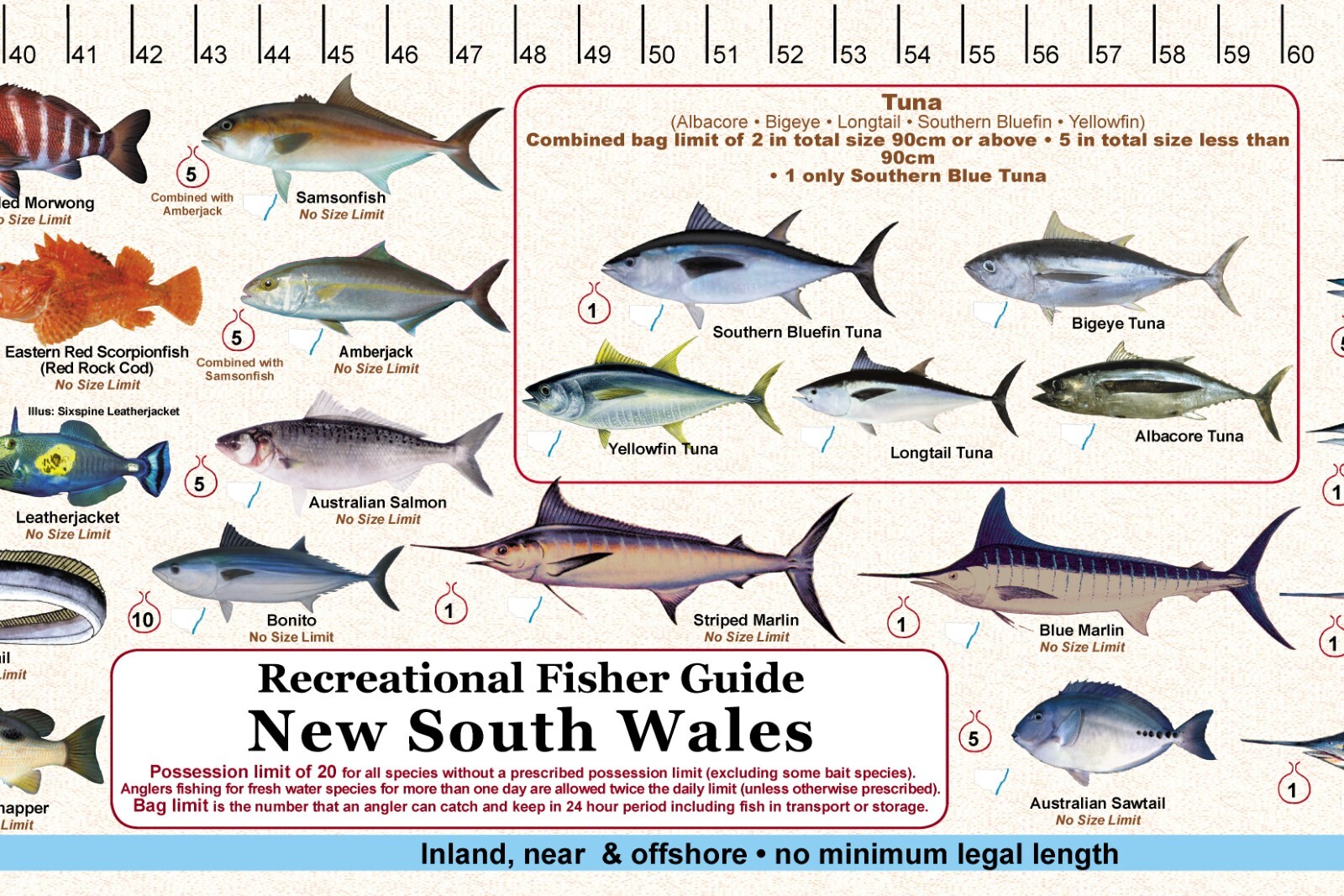 Fish Measure sticker decal - New South Wales
