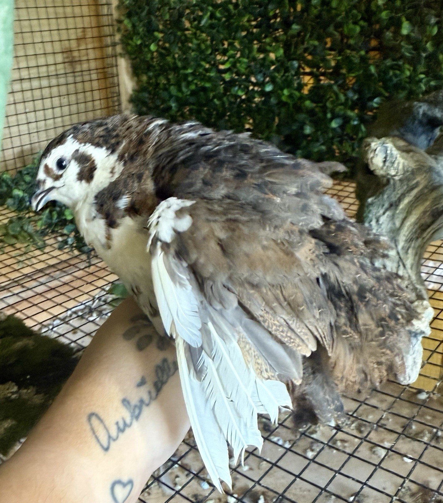 30 Rare Colors -Jumbo Coturnix Quail hatching eggs